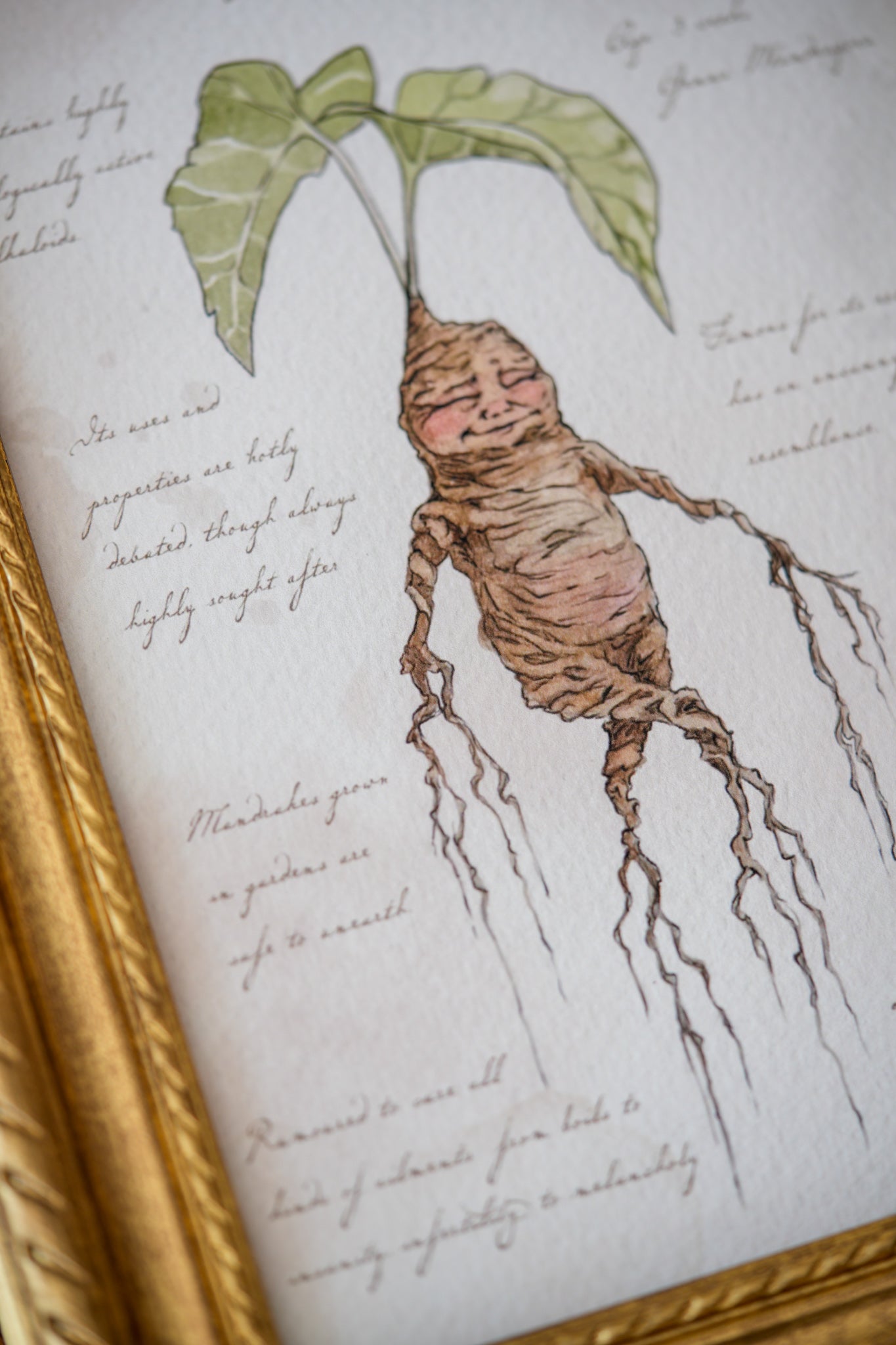 Mandrake Textbook Page - Giclée Art Print