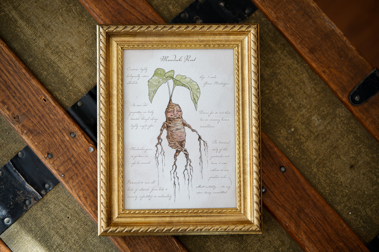 Mandrake Textbook Page - Giclée Art Print