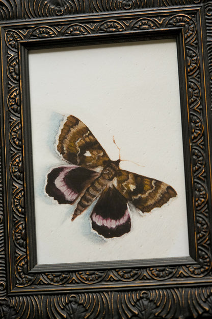 Moth - Giclée Art Print