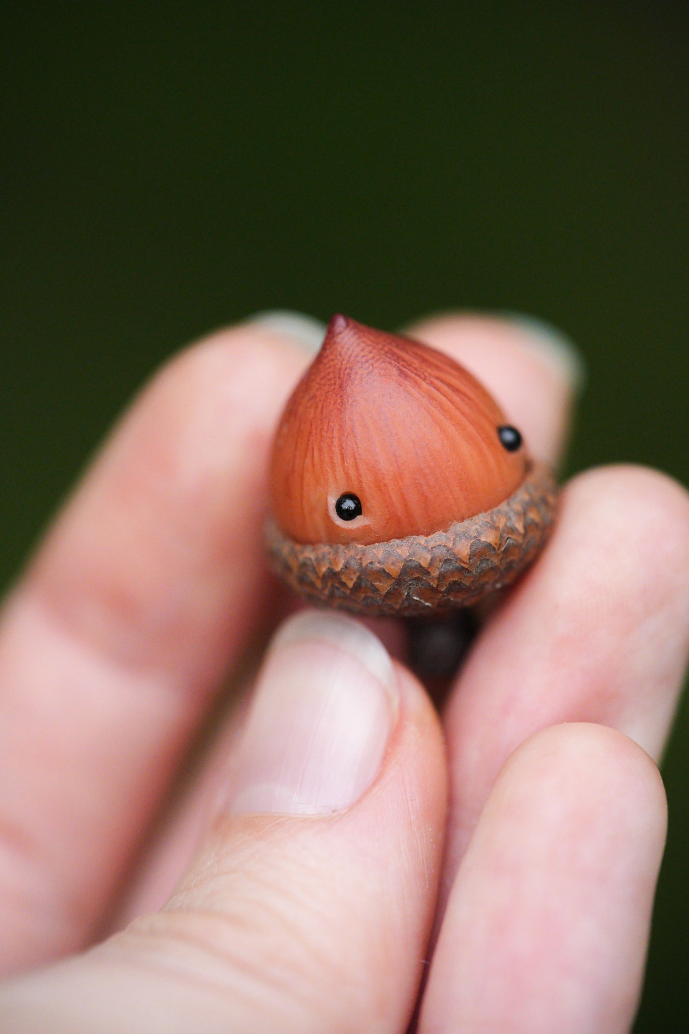 Acorn