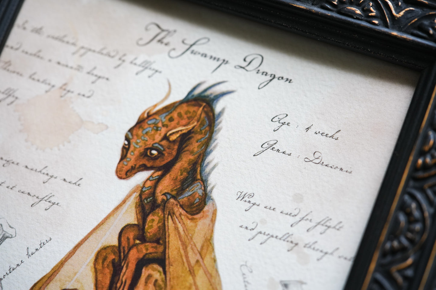 Swamp Dragon with Notes - Giclée Art Print
