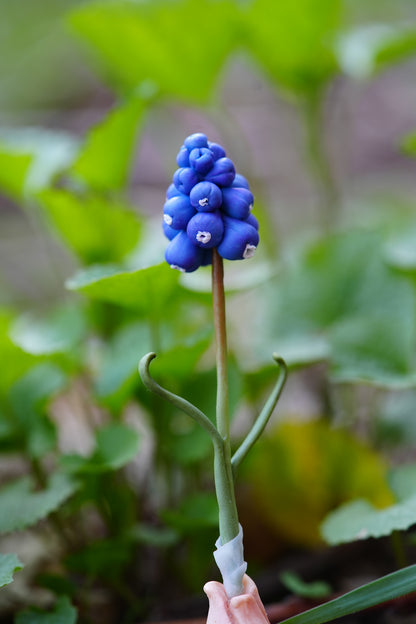 Grape Hyacinth — PolymerClay Figurine