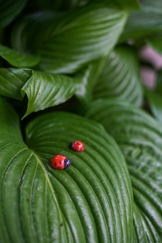 Ladybugs — PolymerClay Figurine