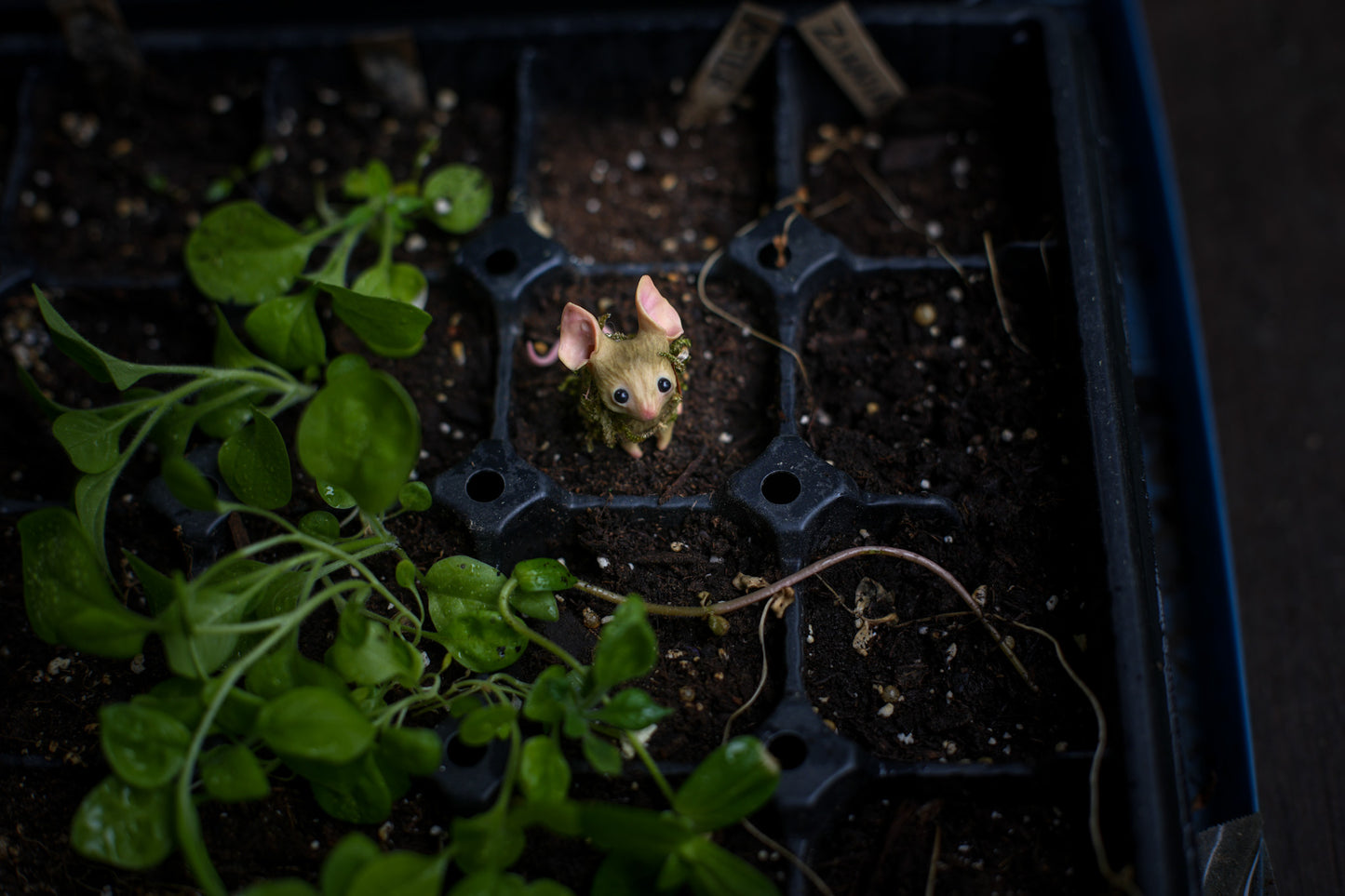 The Moss Mouse