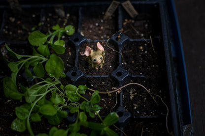 The Moss Mouse