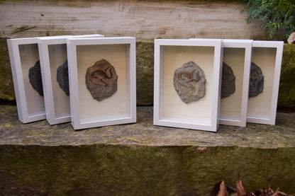 Dragon Fossil - Framed Limited Edition Curio