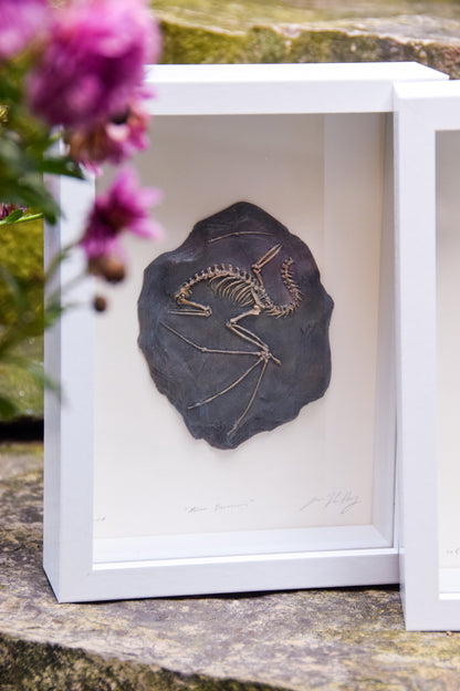 Dragon Fossil - Framed Limited Edition Curio