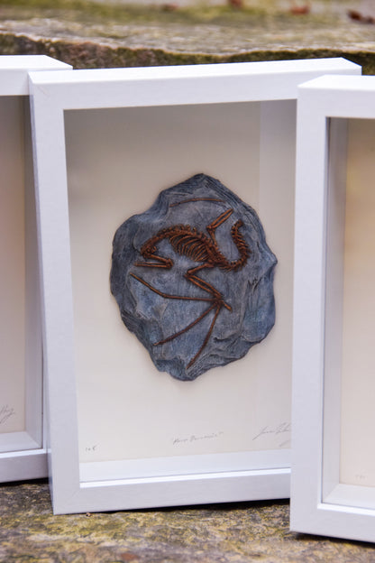 Dragon Fossil - Framed Limited Edition Curio