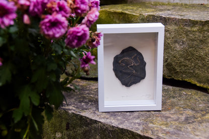 Dragon Fossil - Framed Limited Edition Curio