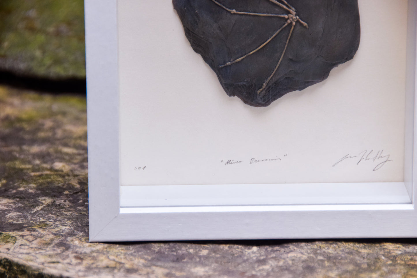 Dragon Fossil - Framed Limited Edition Curio