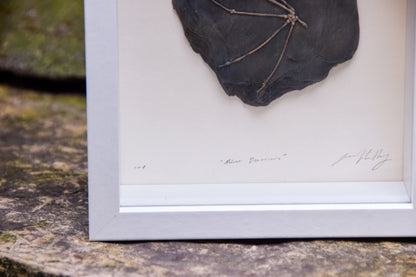 Dragon Fossil - Framed Limited Edition Curio