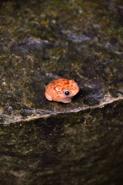 Toads  — PolymerClay Figurine