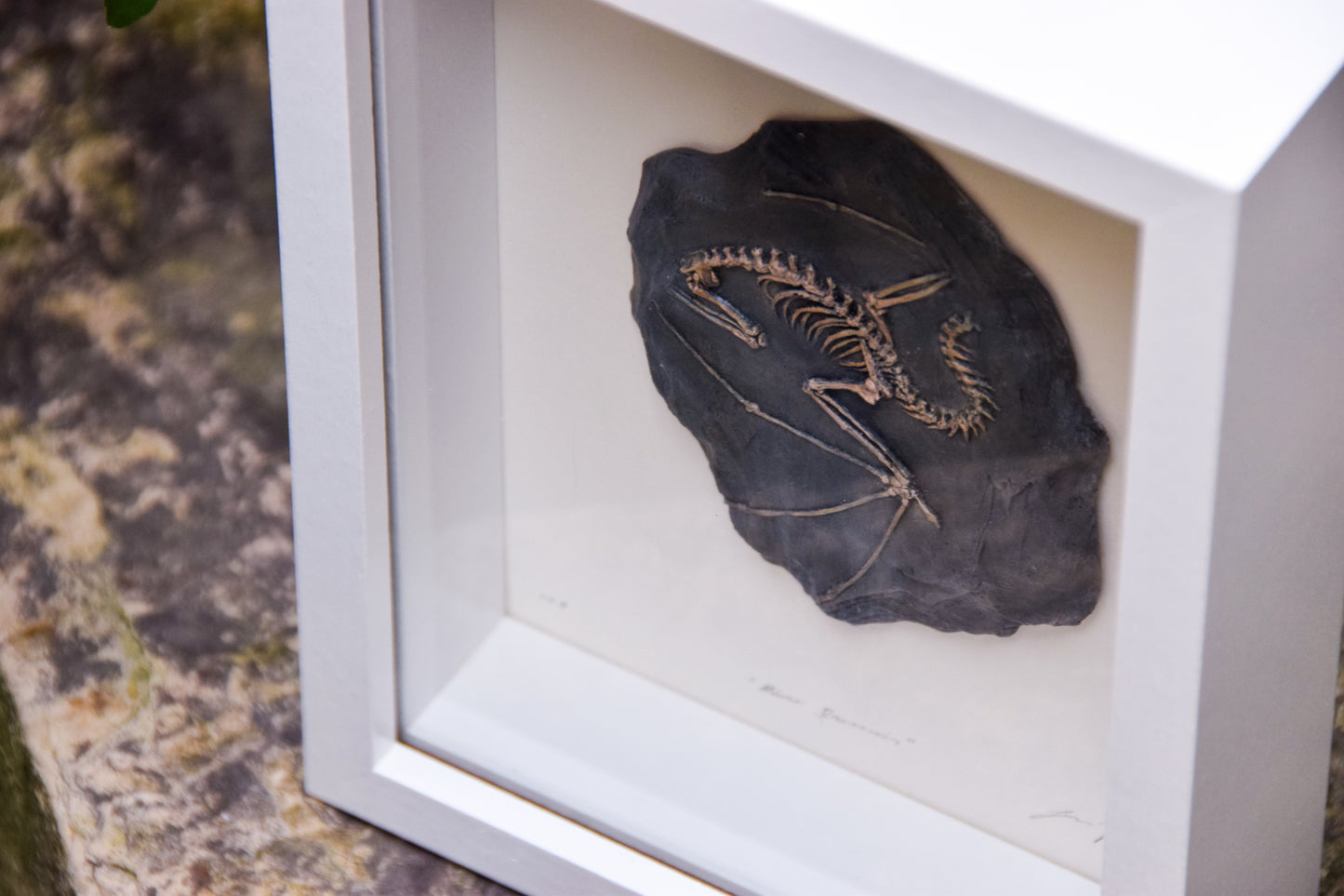 Dragon Fossil - Framed Limited Edition Curio