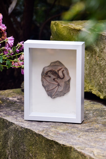 Dragon Fossil - Framed Limited Edition Curio