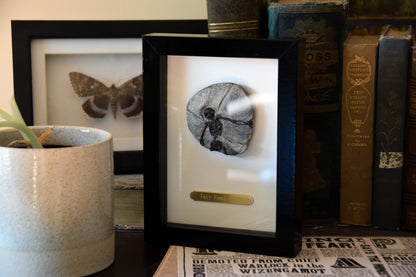 Fairy Fossil - Mini Framed Fairy Bones