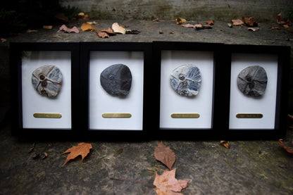 Fairy Fossil - Mini Framed Fairy Bones