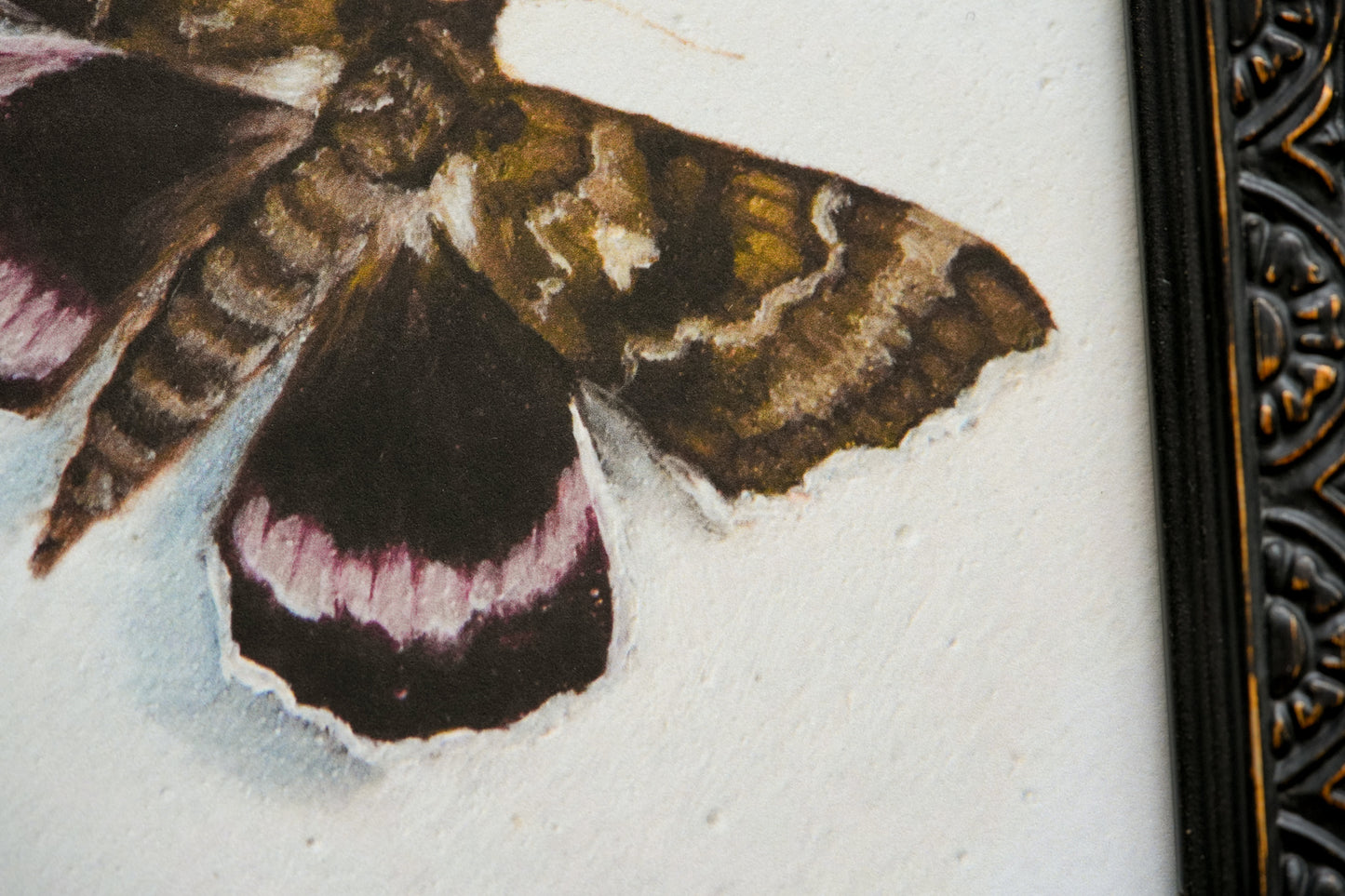 Moth - Giclée Art Print