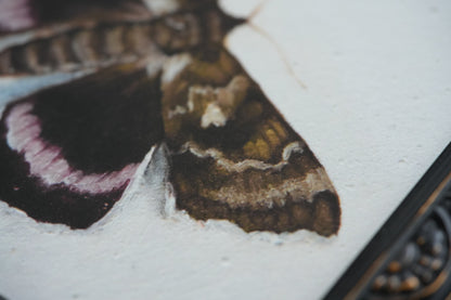 Moth - Giclée Art Print