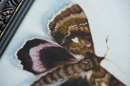Moth - Giclée Art Print