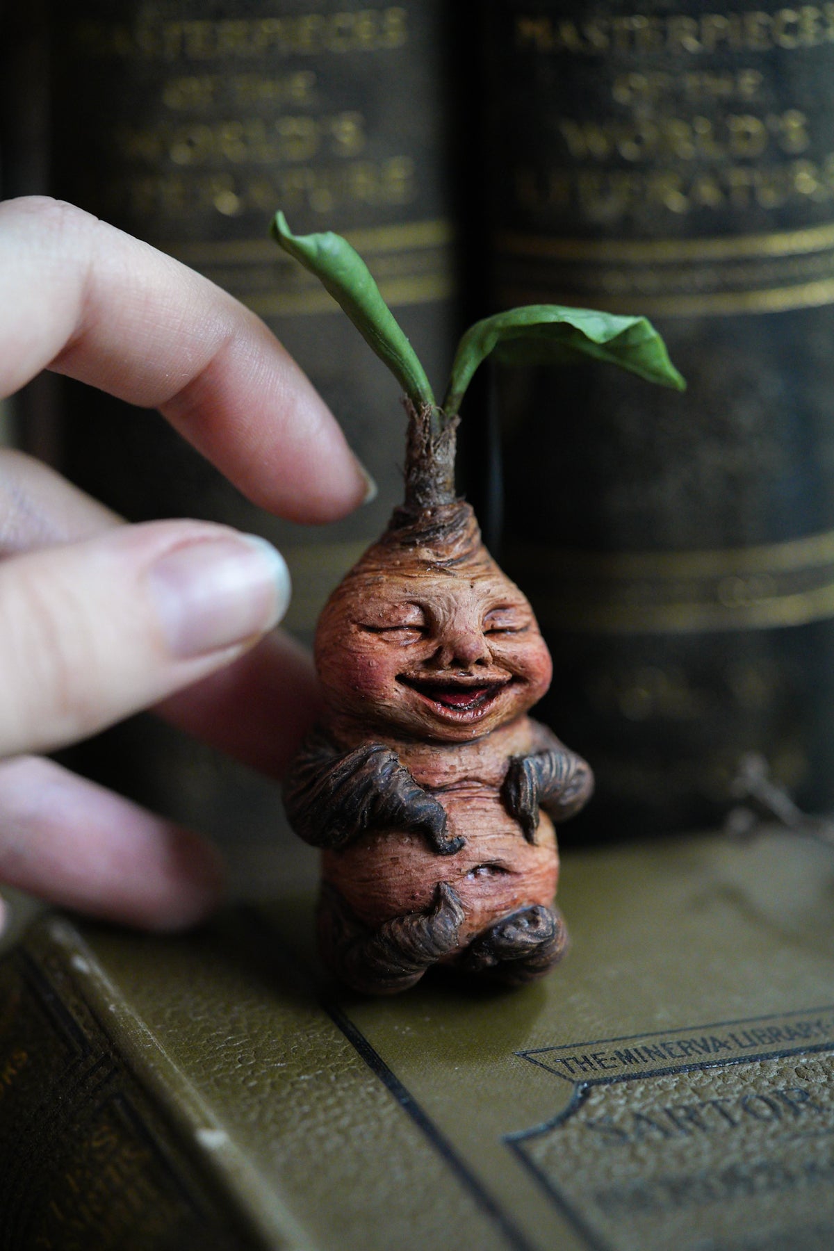Mandrake Root