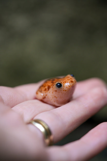 Toads