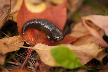 Newt