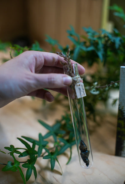 Grass Mandrake - PolymerClay Figurine in a test tube