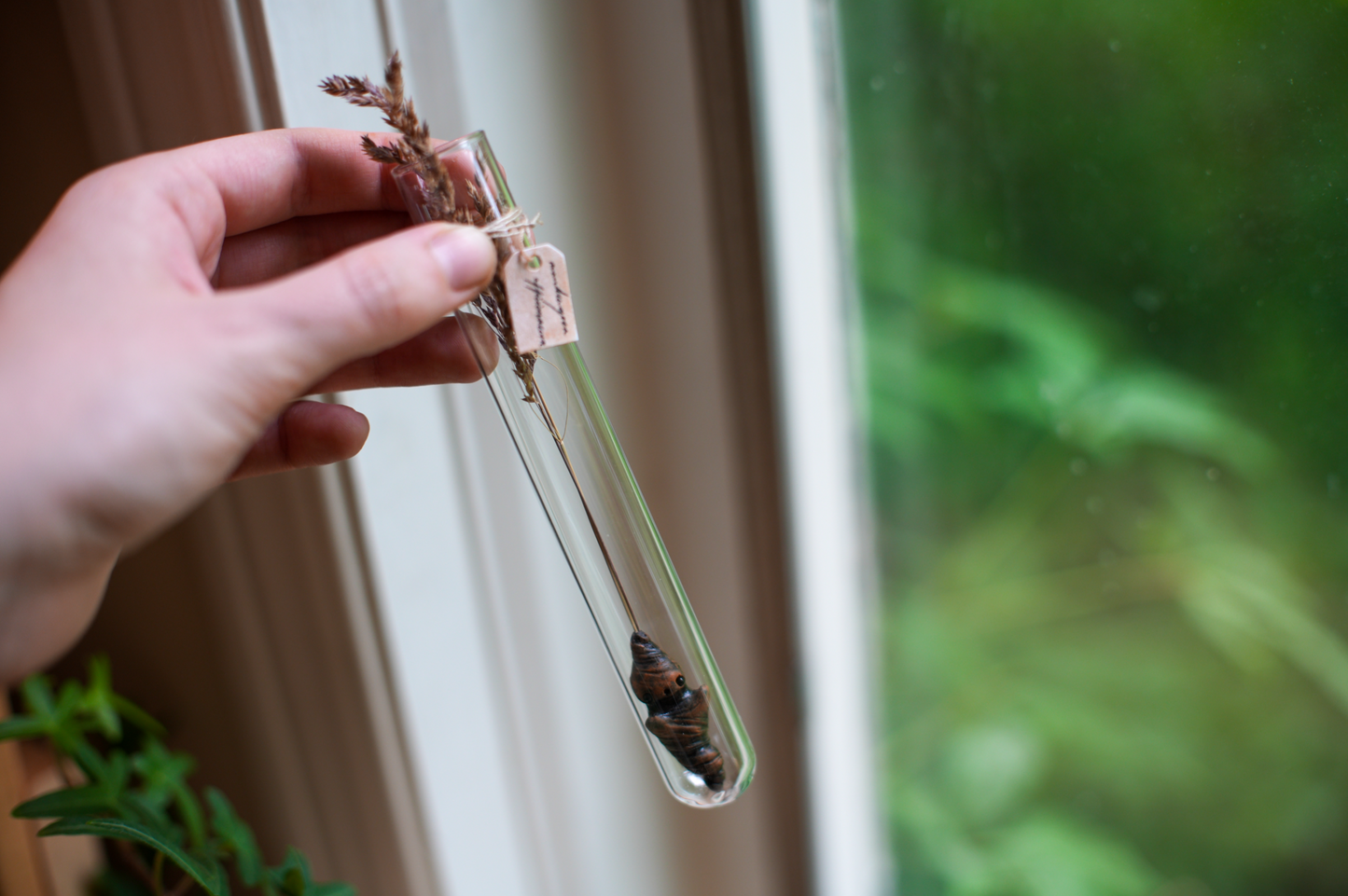 Grass Mandrake - PolymerClay Figurine in a test tube