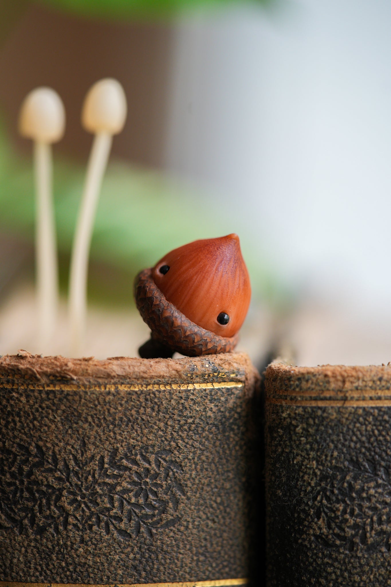Acorn
