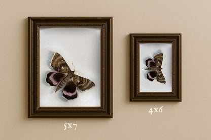 Moth - Giclée Art Print